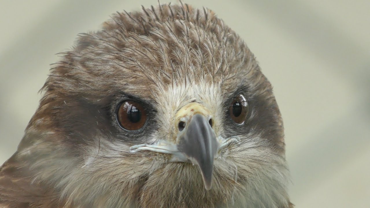 Black kite