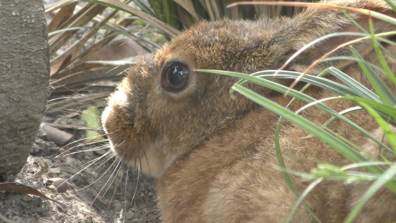 Japanese hare