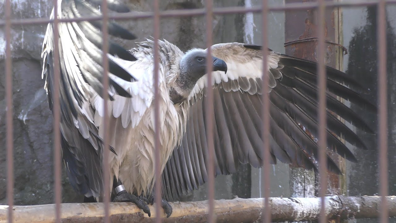 White-backed vulture