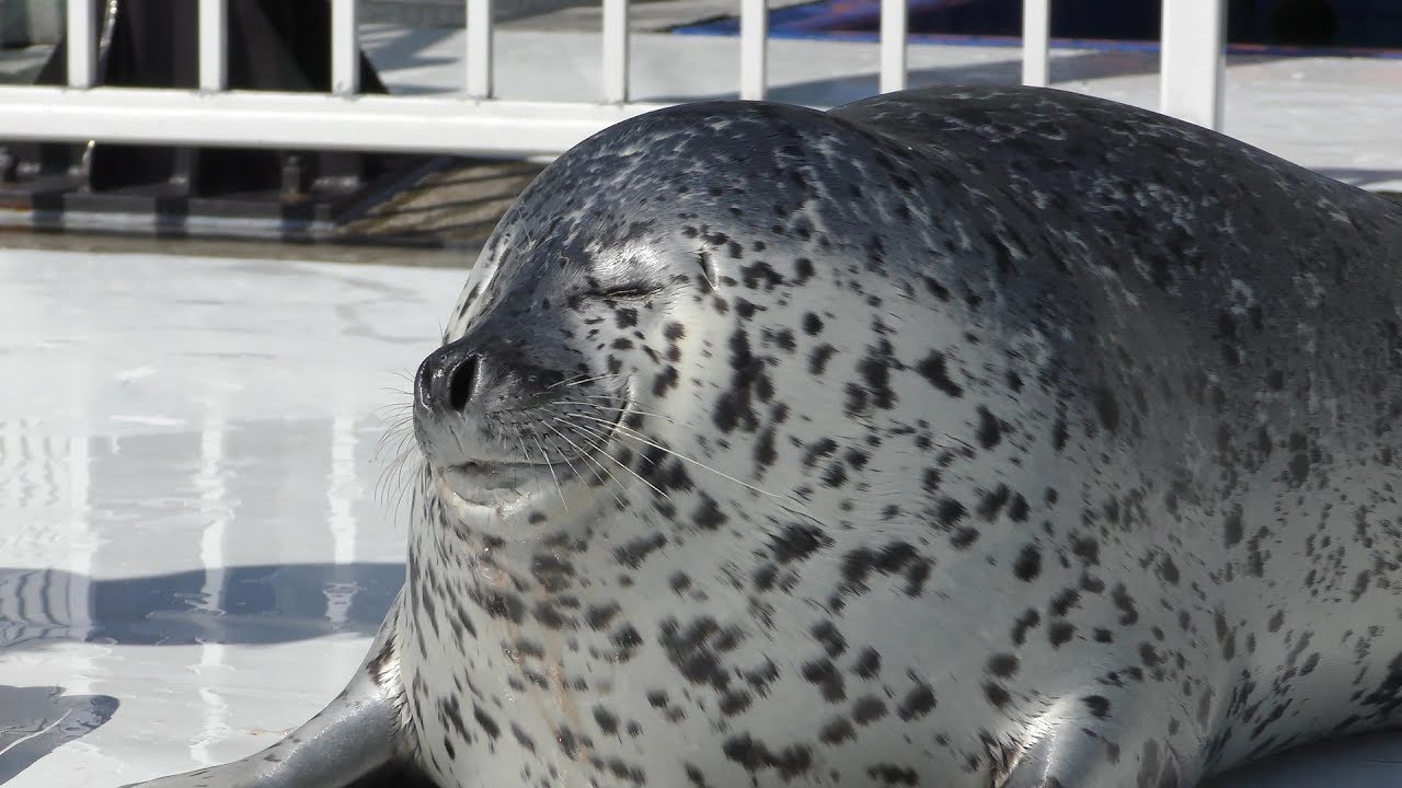 Spotted seal
