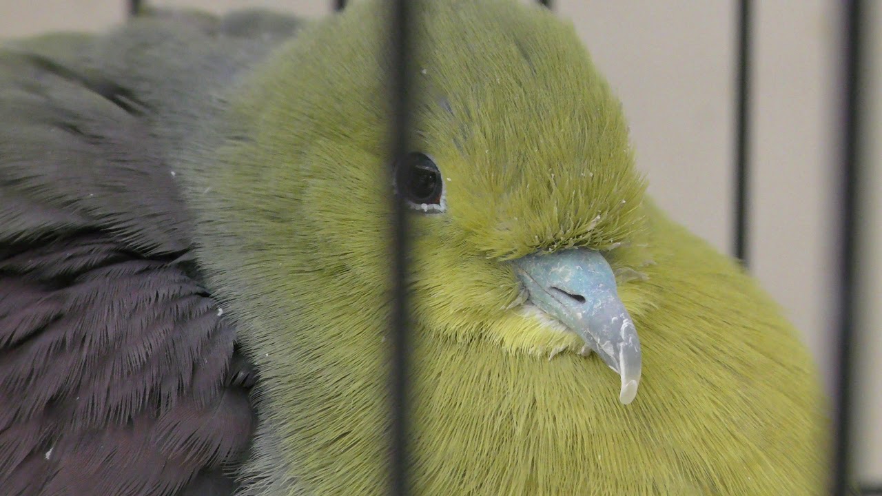 White-bellied green-pigeon