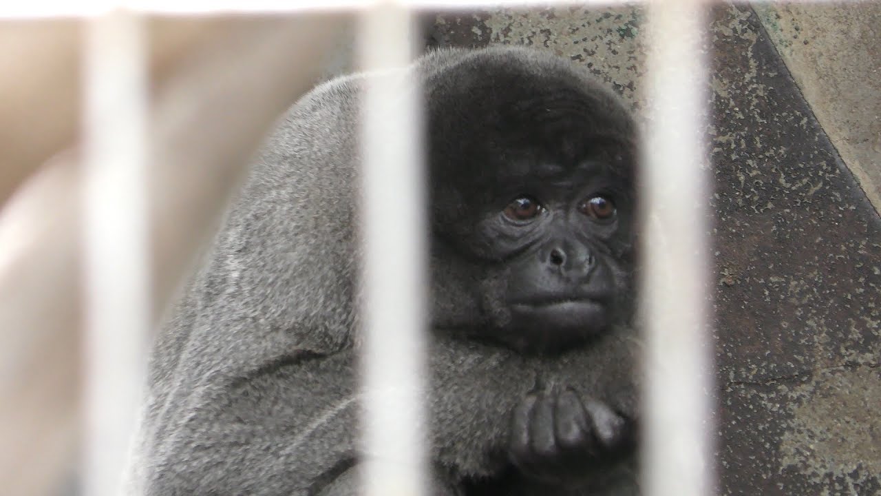 Gray woolly monkey