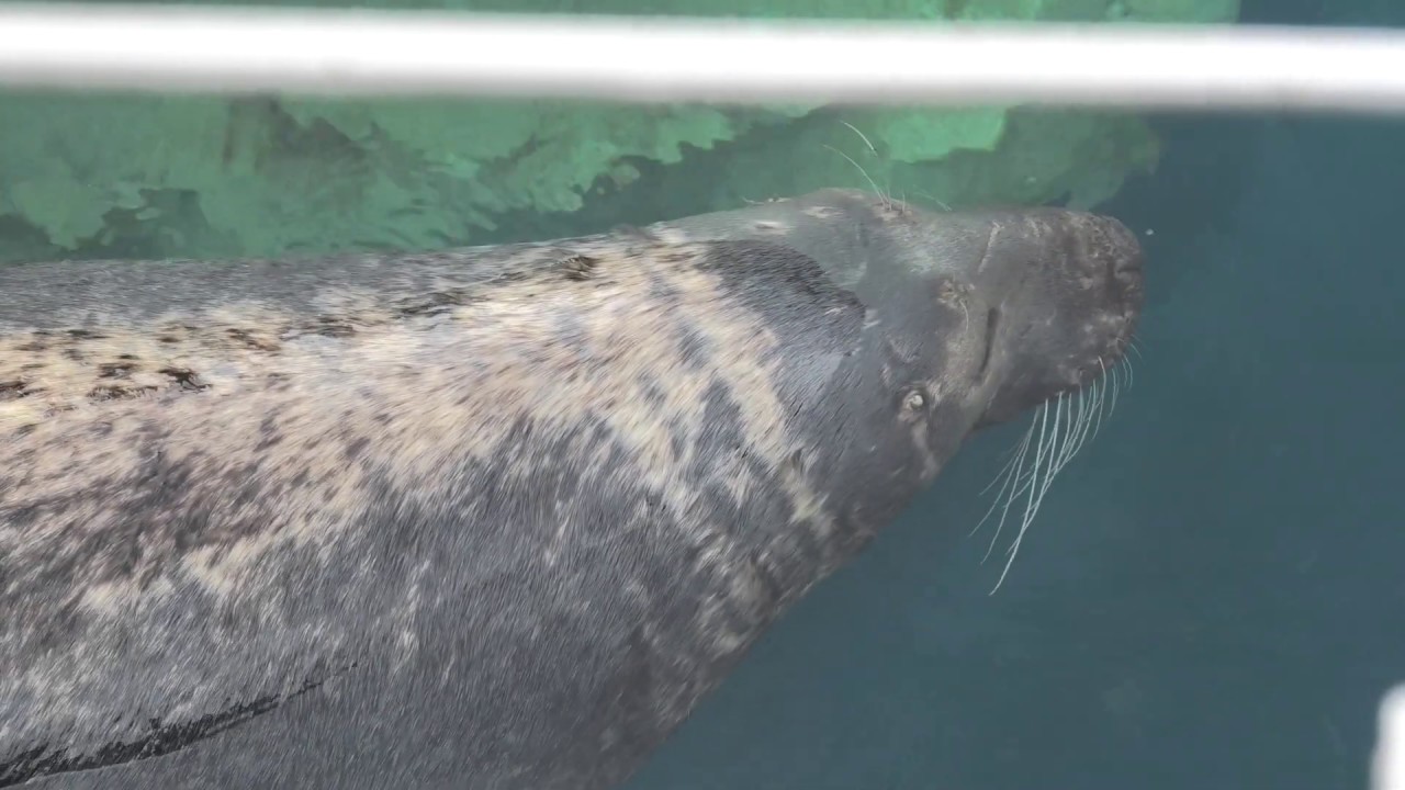 Gray seal