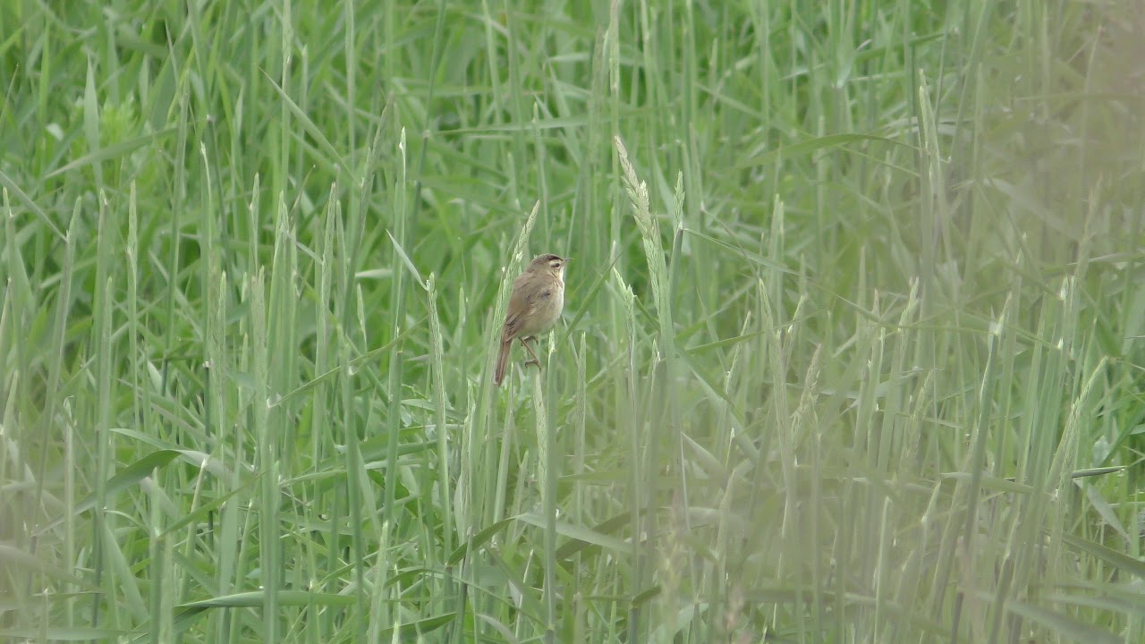 Black-browed reed-warbler