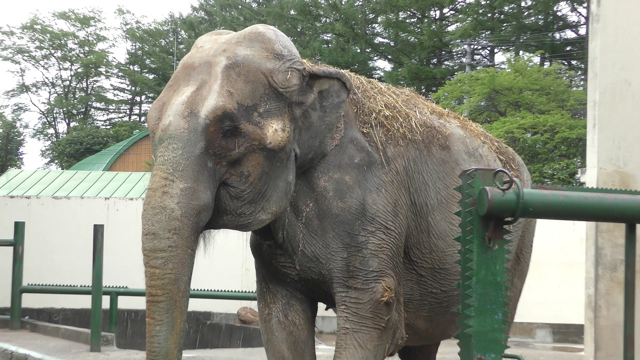 Indian elephant