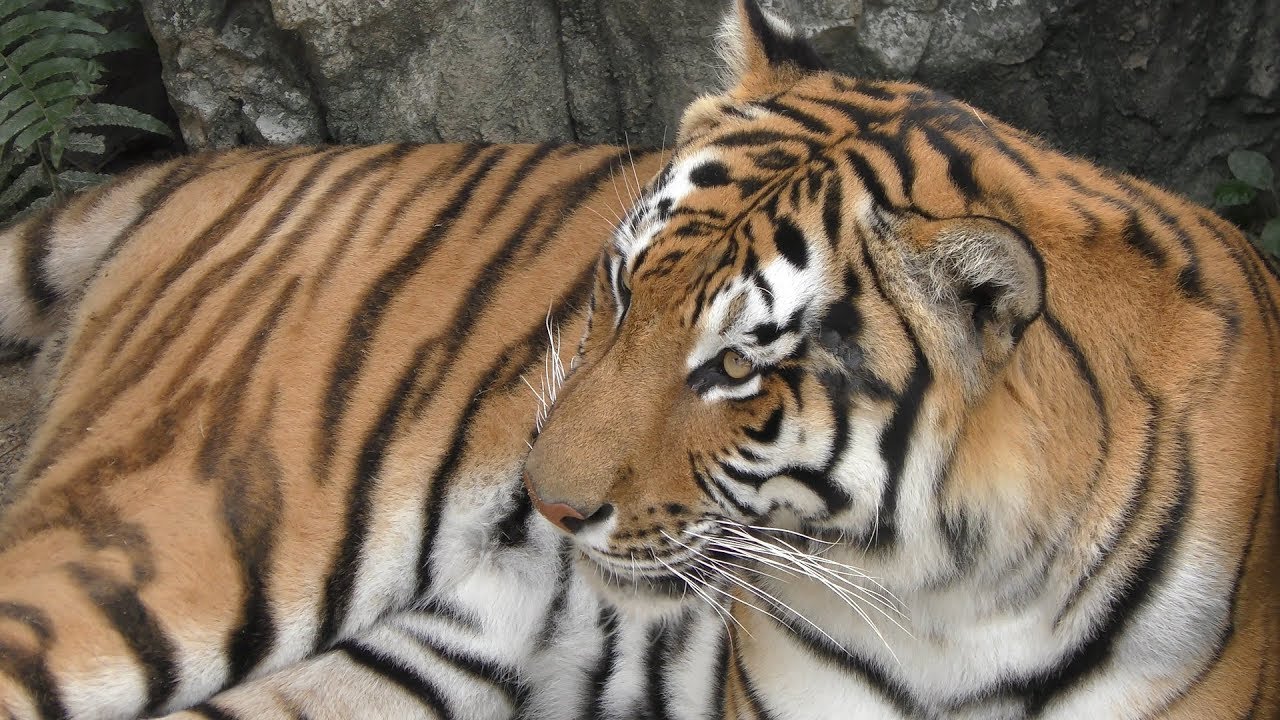 Siberian tiger