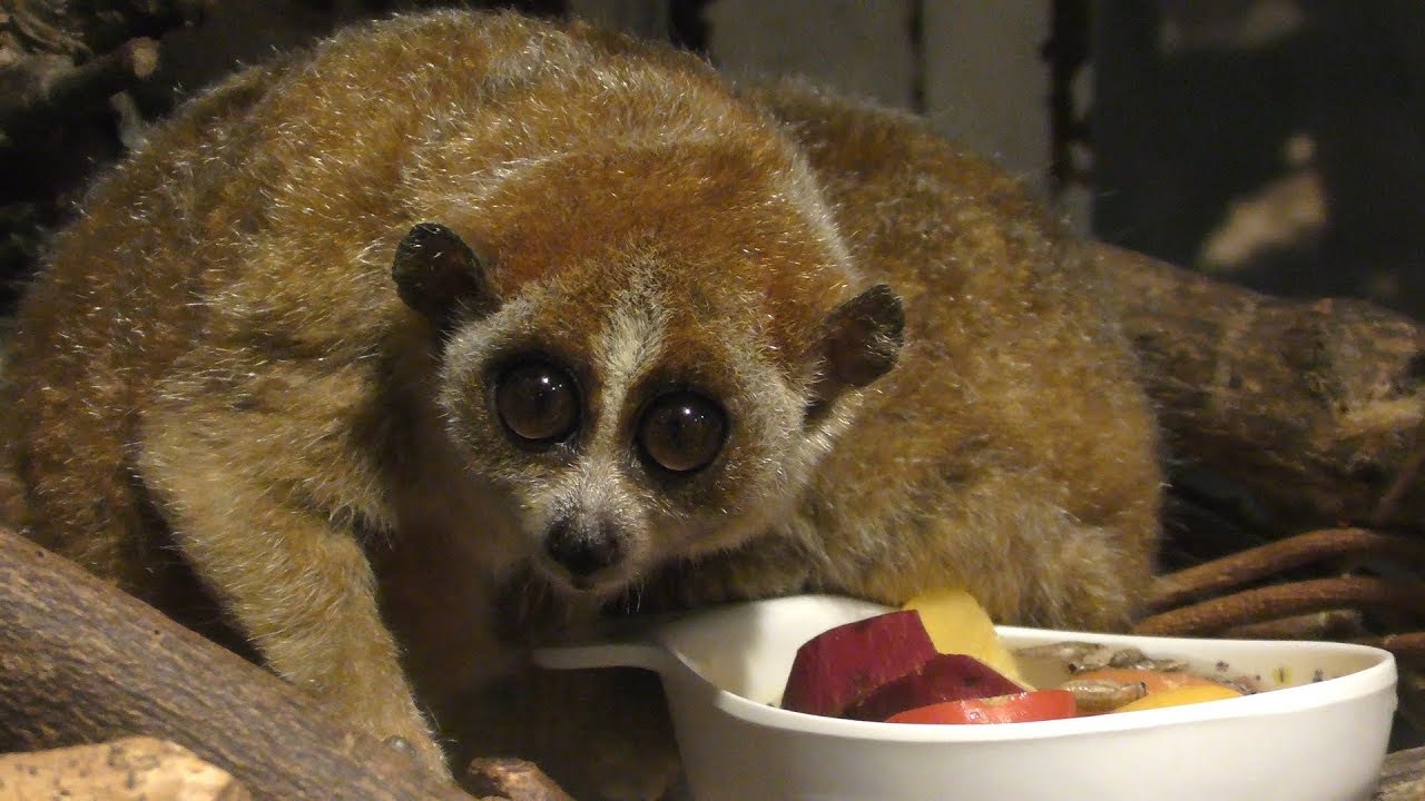 Pygmy slow loris