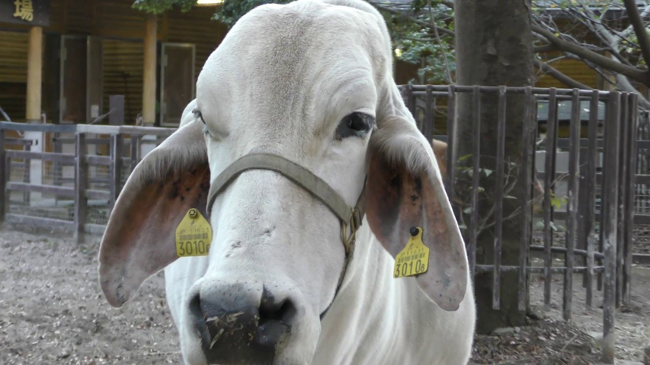 Brahman cattle