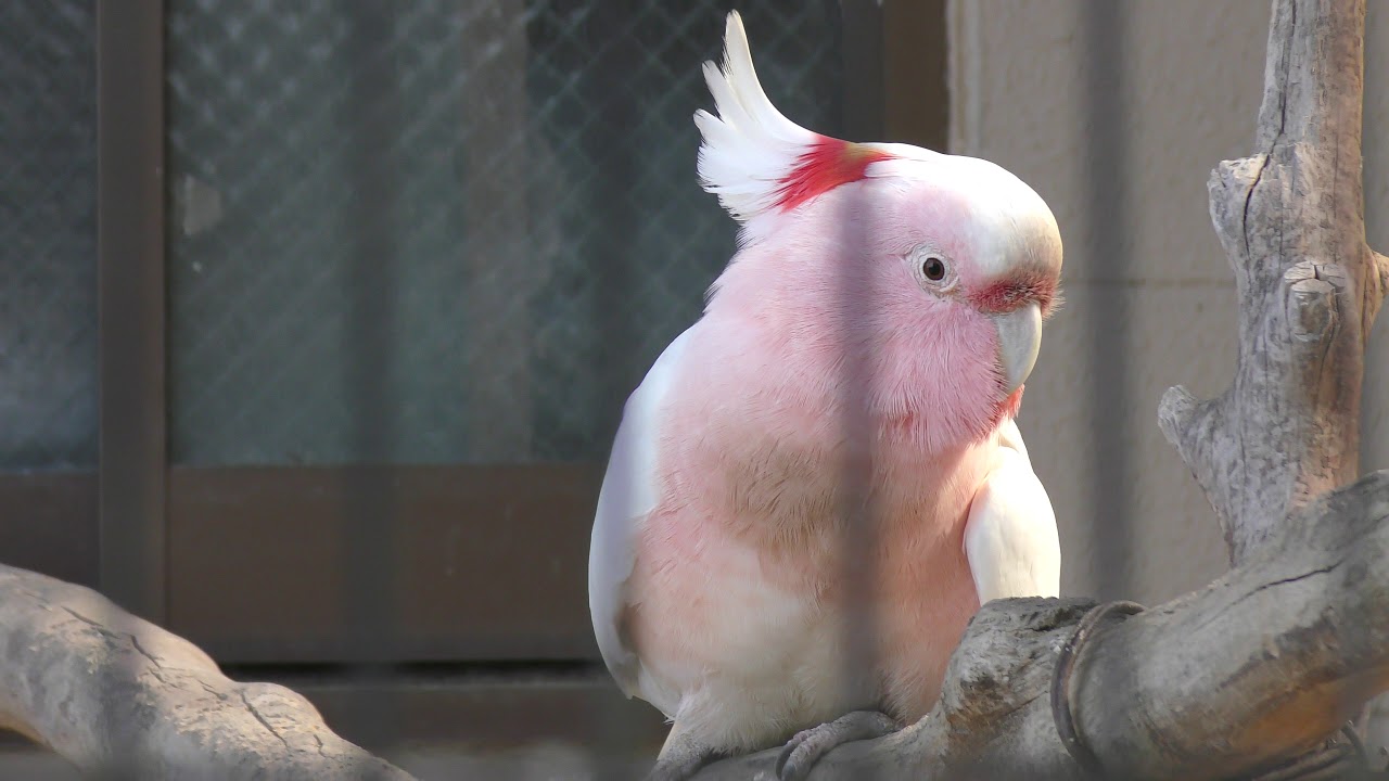 Major mitchell's cockatoo