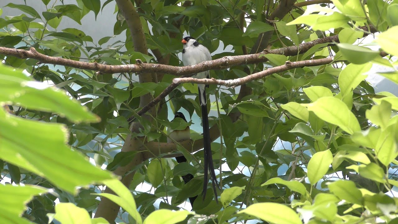 テンニンチョウ