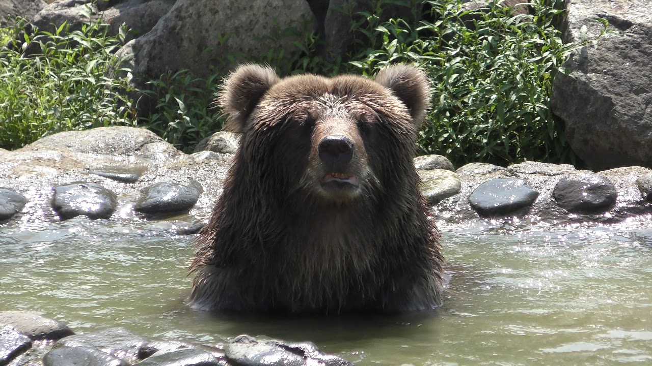 Brown bear