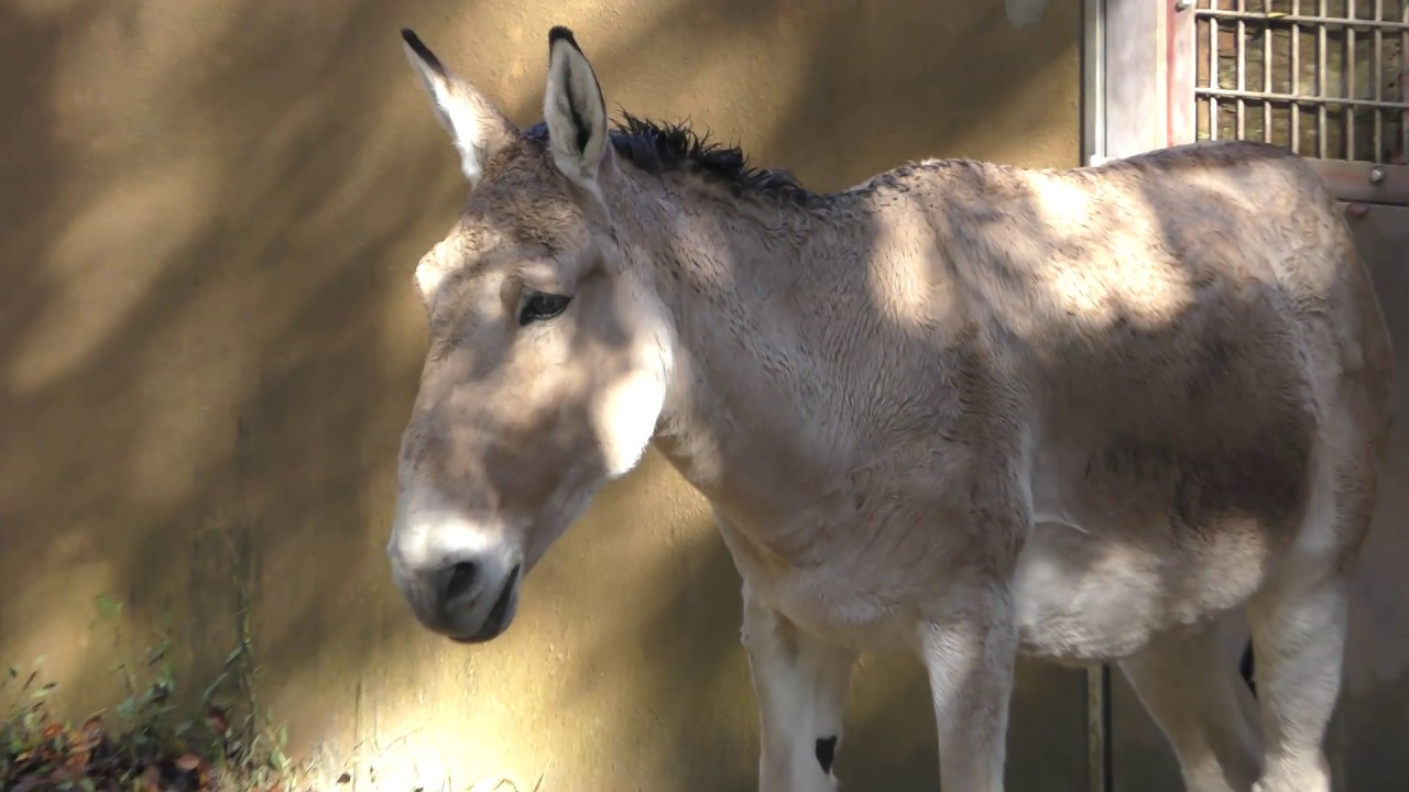 Mongolian kulan