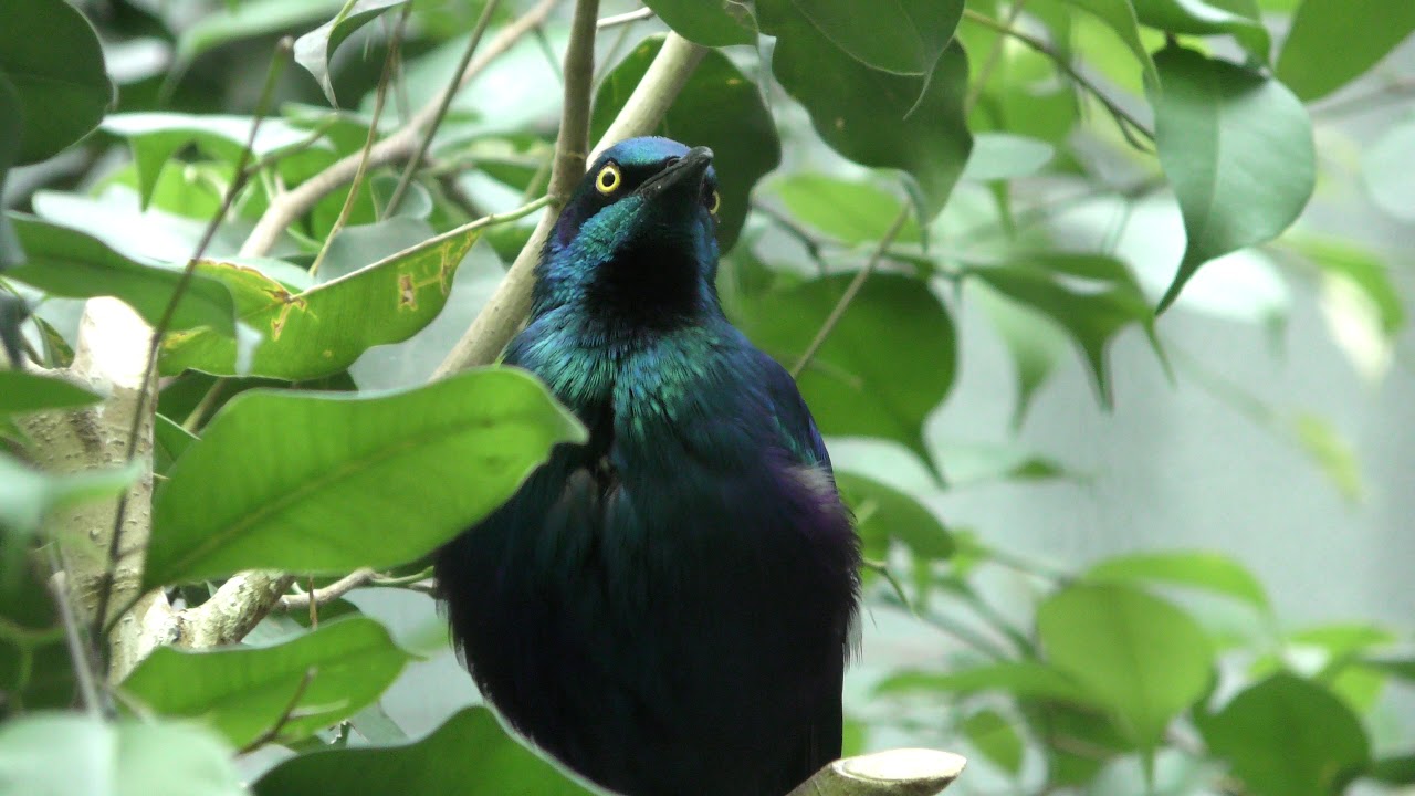 Greater blue-eared starling