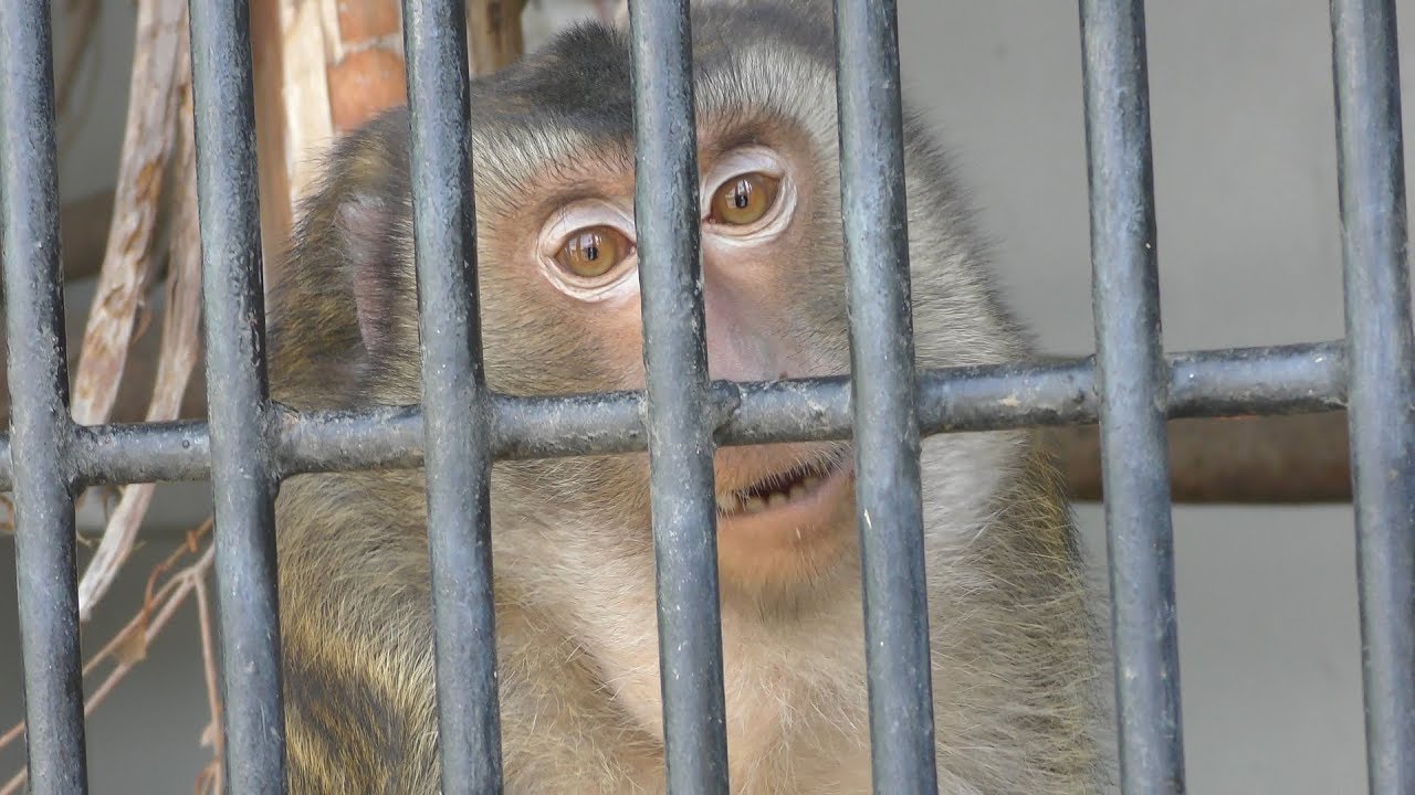 Pig-tailed macaque