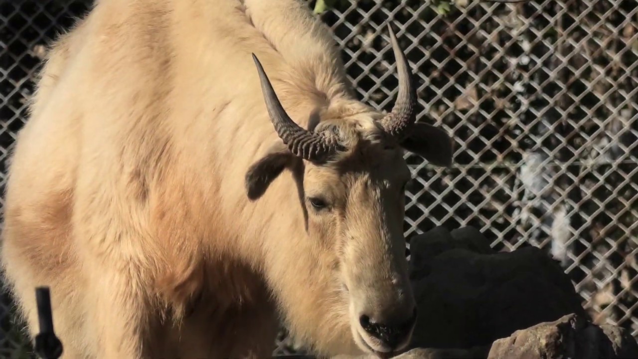 Golden takin
