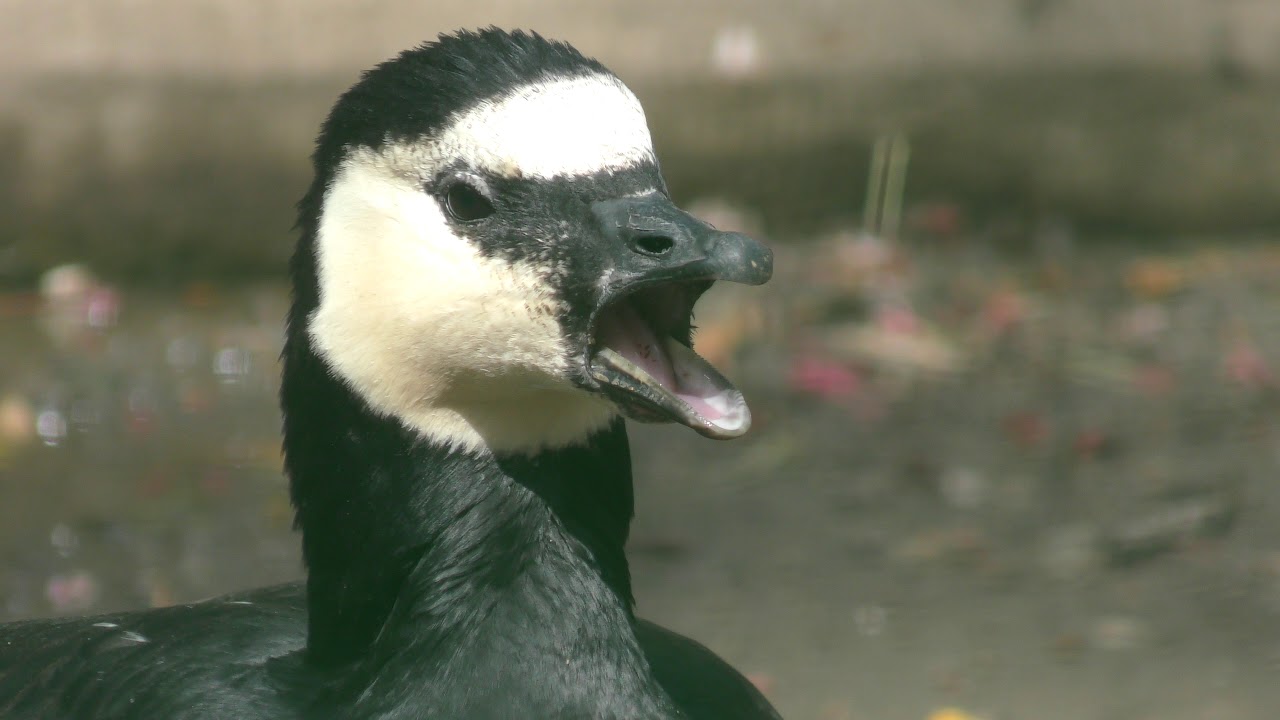 Barnacle goose