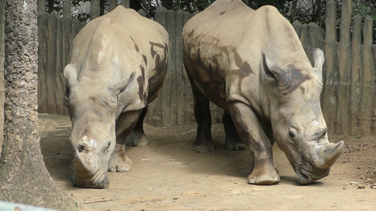 Square-lipped rhinoceros