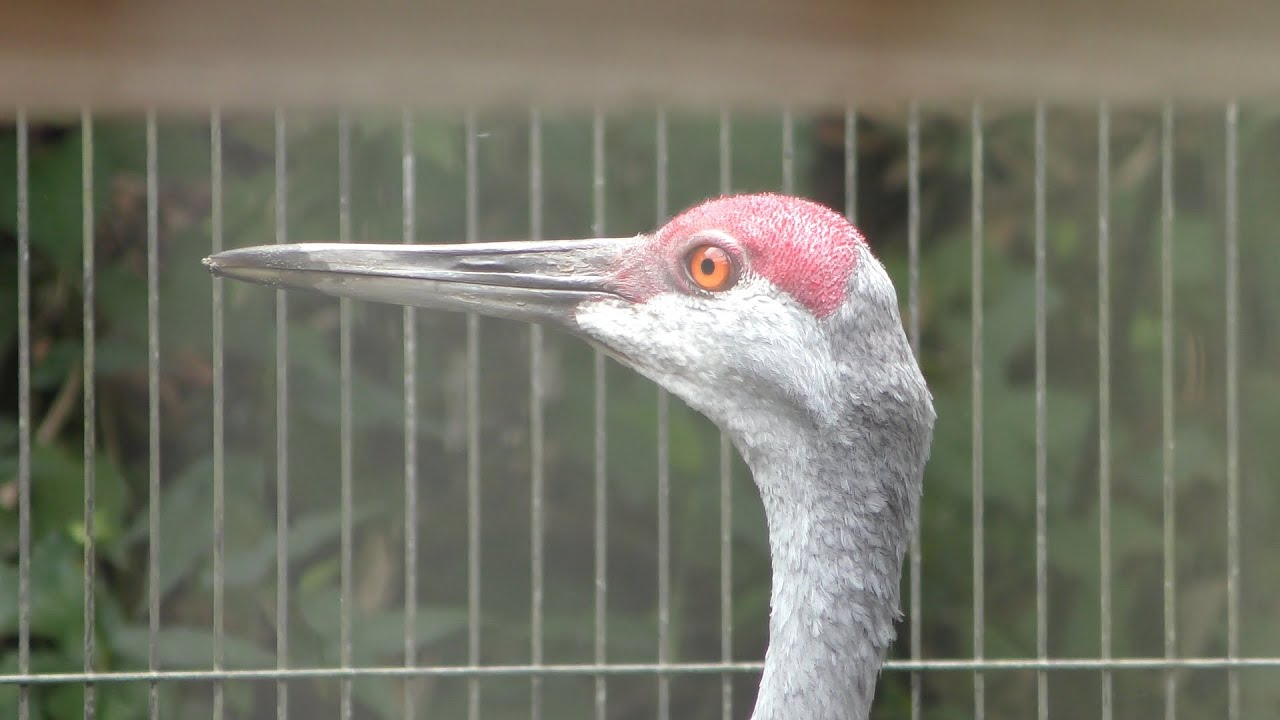 Sandhill crane