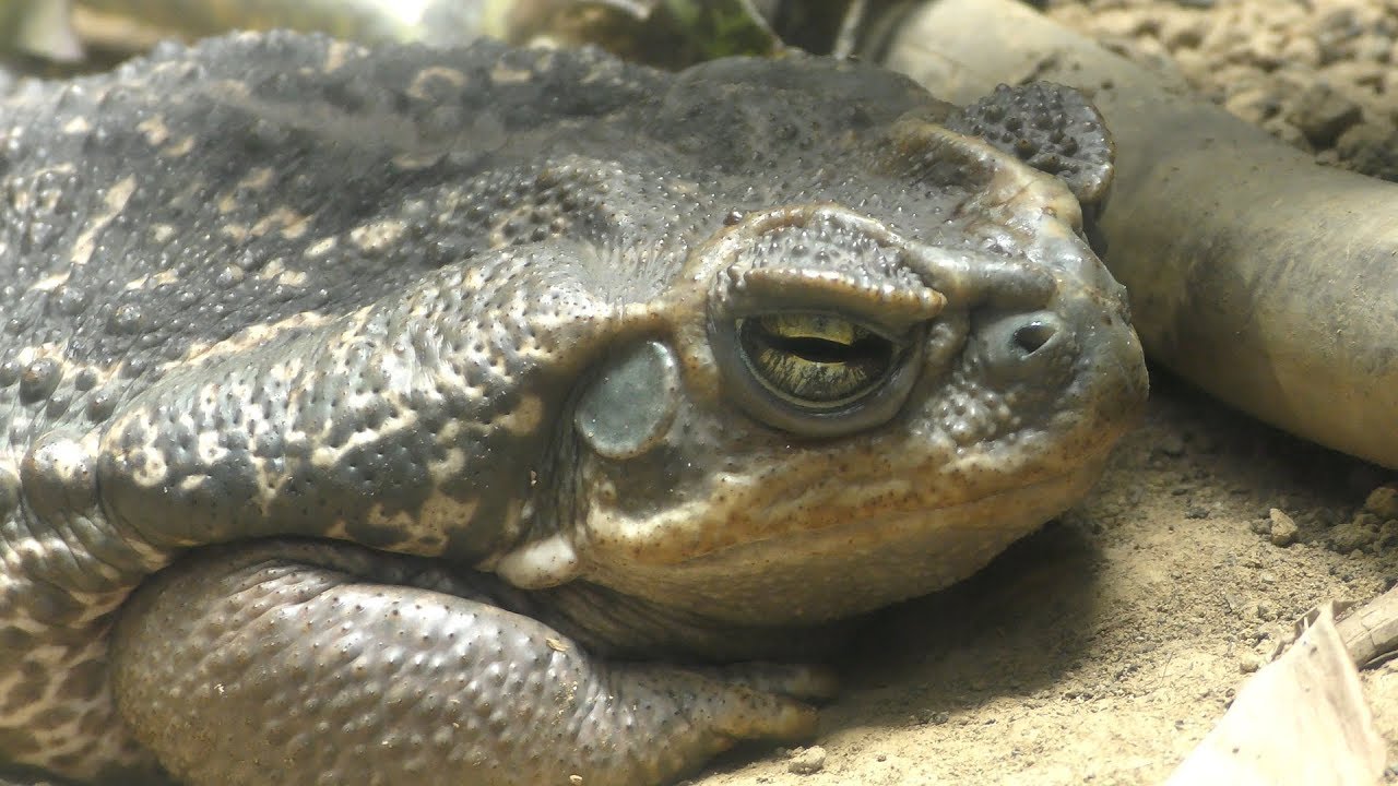 パラグアイオオヒキガエル