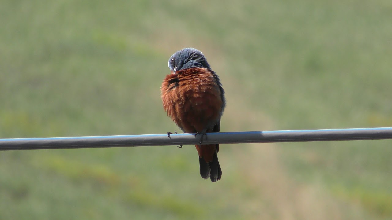 Blue rock thrush