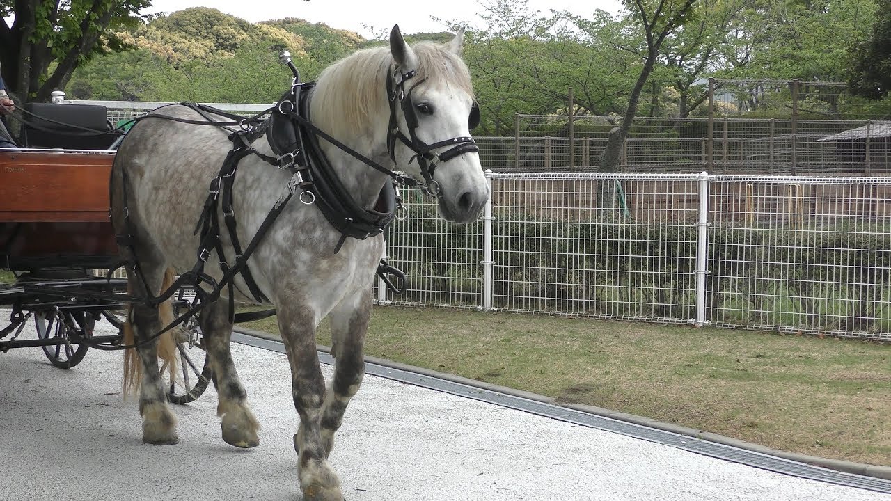 Percheron