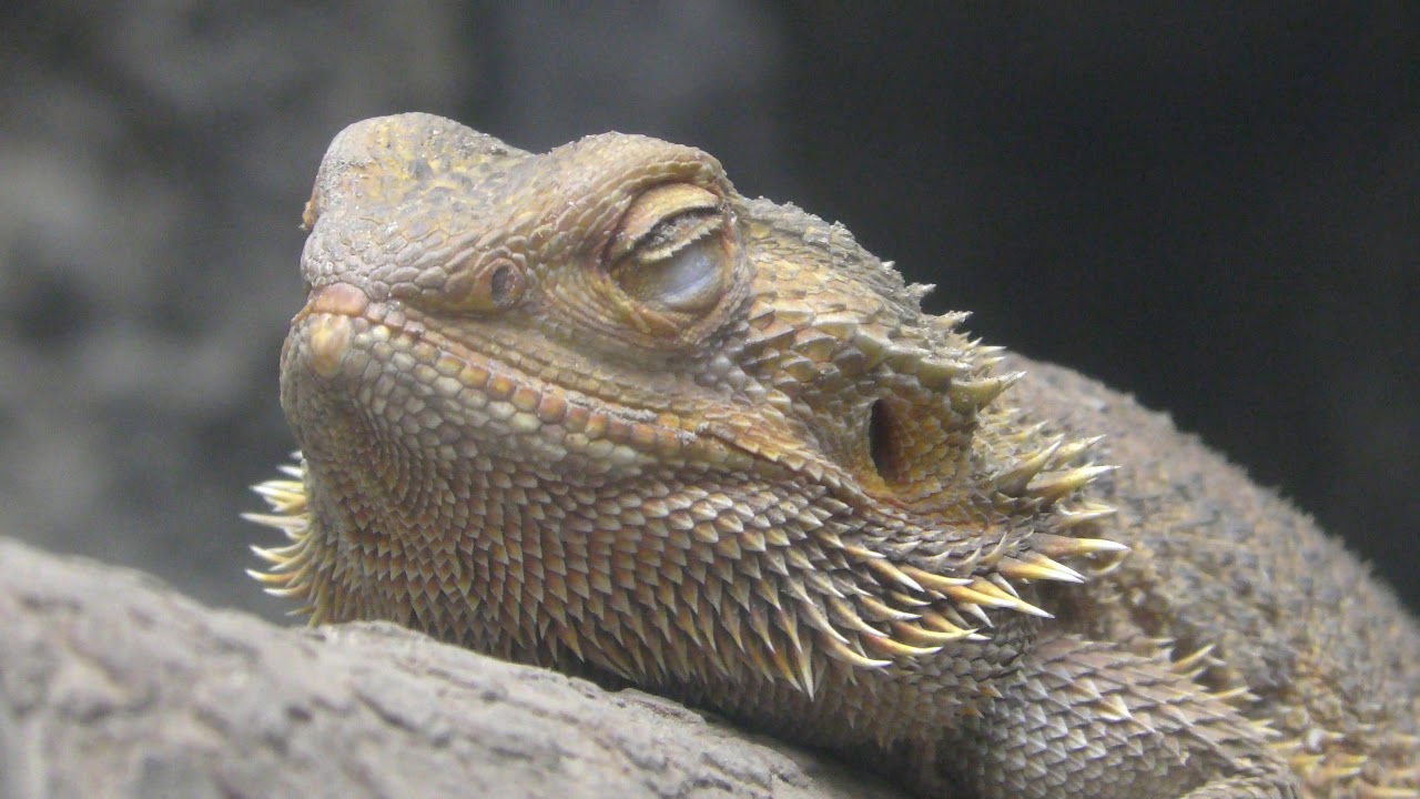 Central bearded dragon