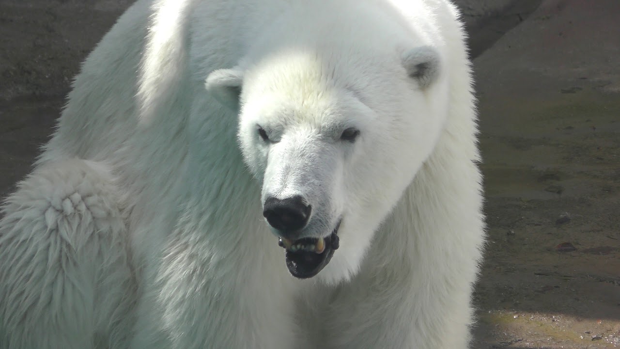 Polar bear