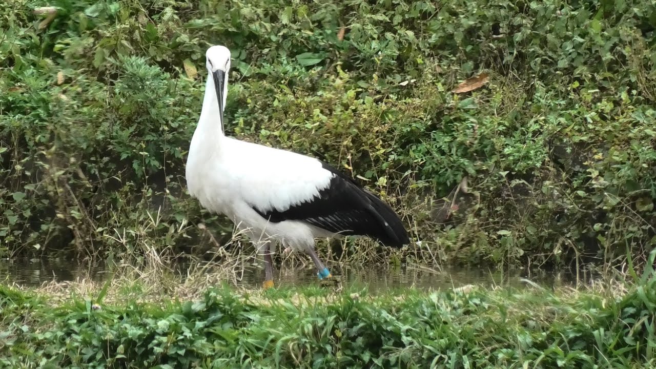 Japanese white stork