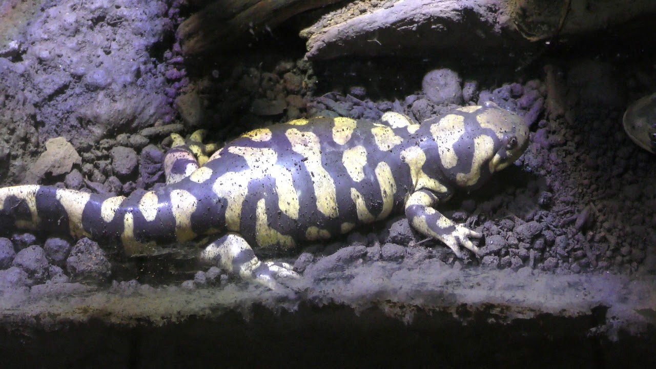 Barred tiger salamander