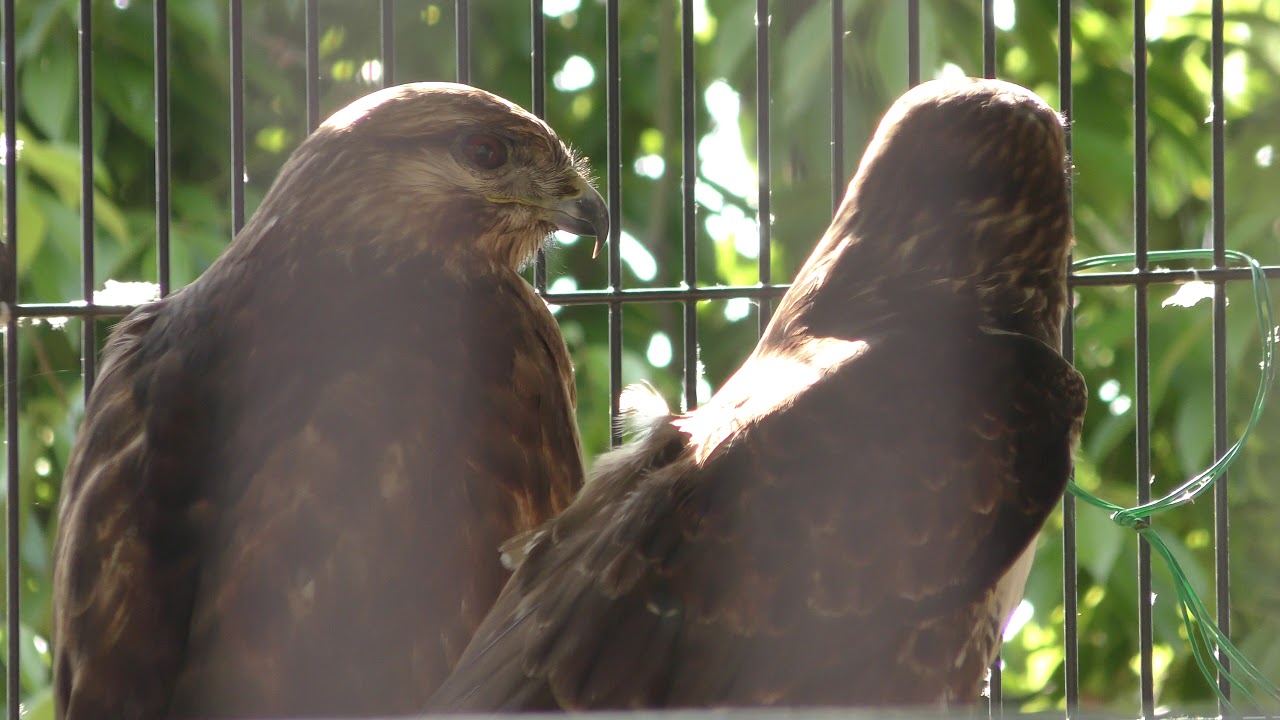 Eastern buzzard