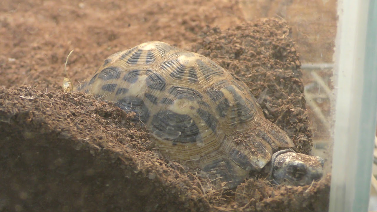 Spider tortoise (arachnoides)