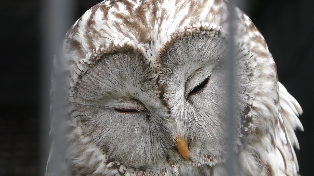 Ural owl (japonica)