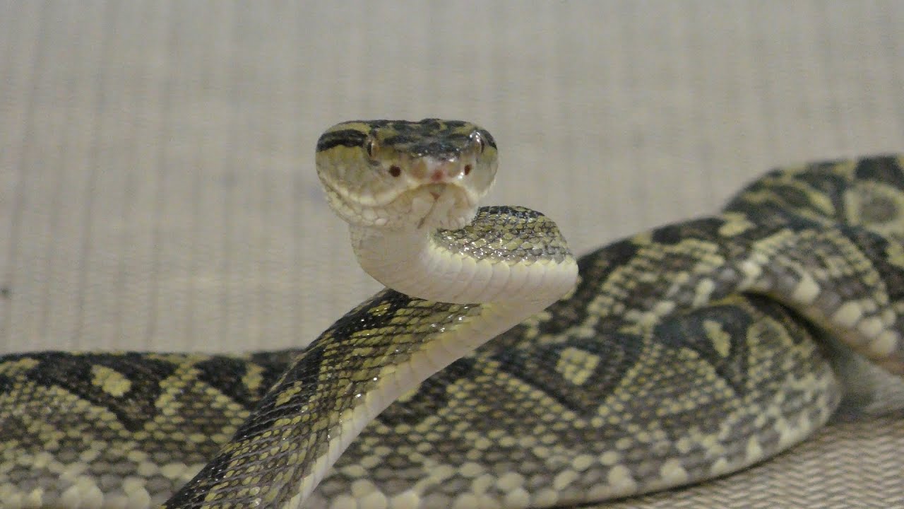 Habu