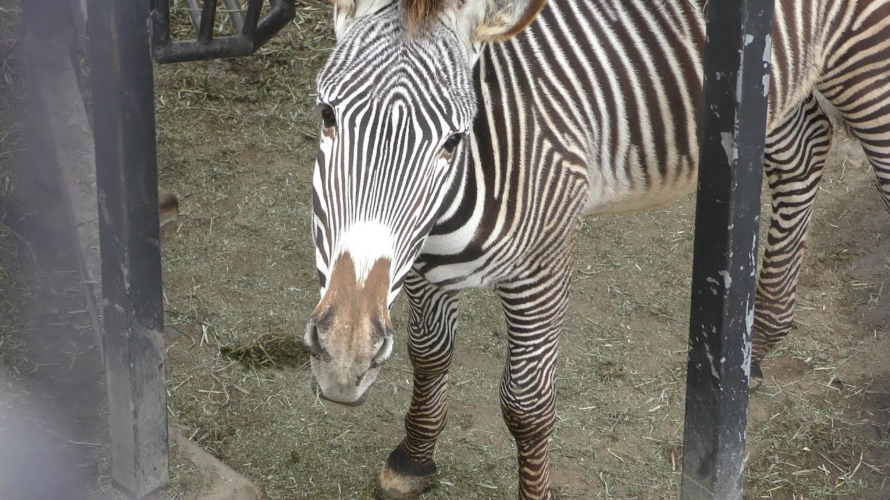 Grevy's zebra