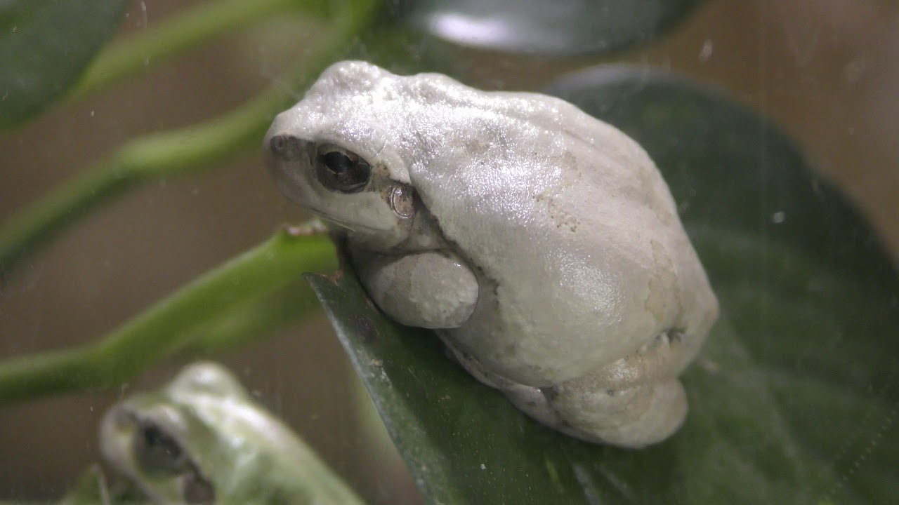 ニホンアマガエル