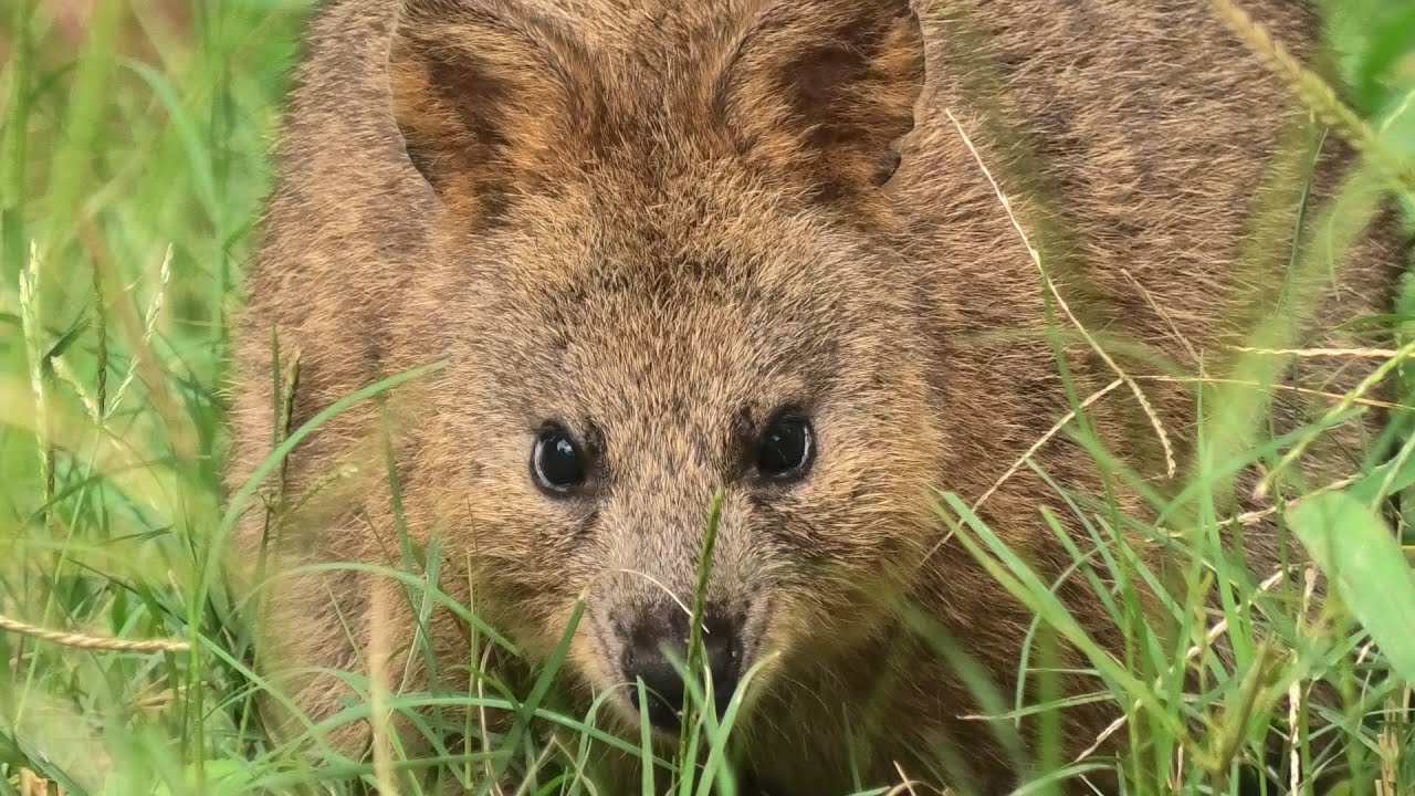 Quokka