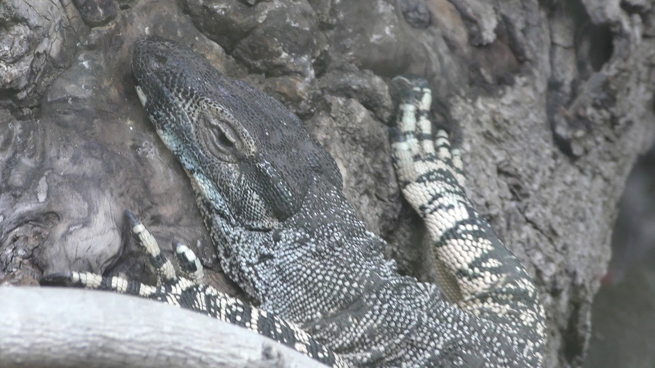 Lace monitor