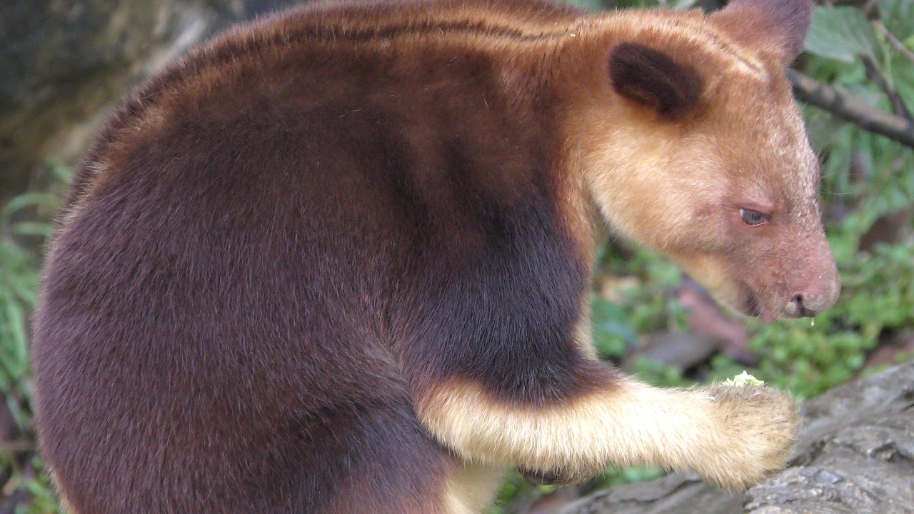 Goodfellow's tree-kangaroo