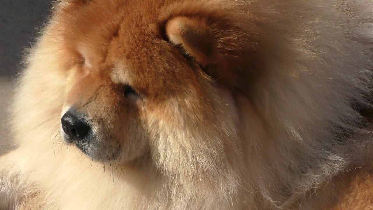 Chow chow