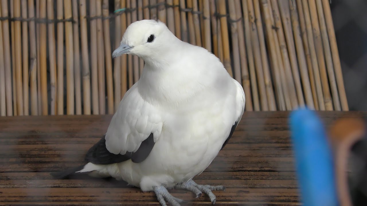 Pied imperial pigeon