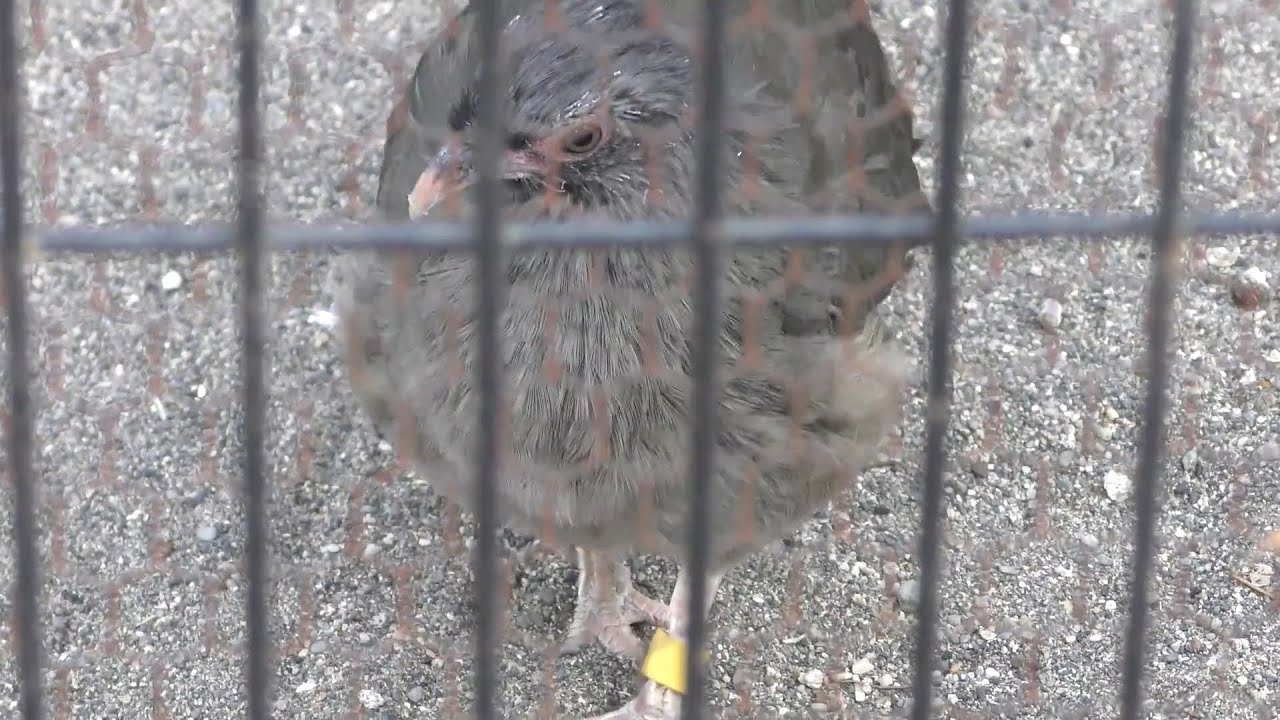 Chaco chachalaca
