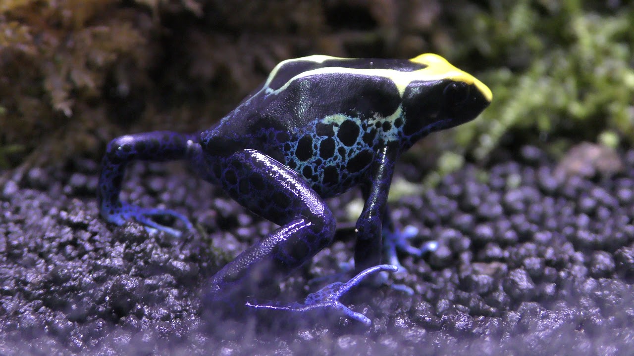 Dyeing poison dart frog