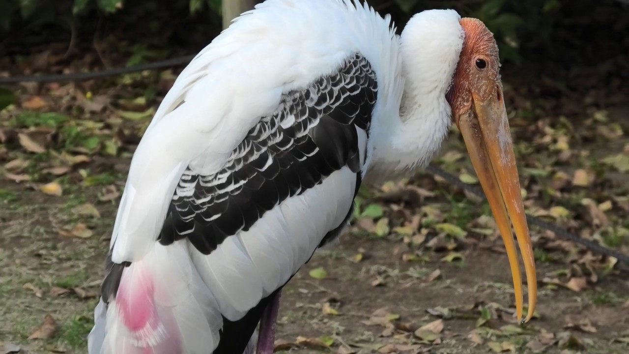 Painted stork
