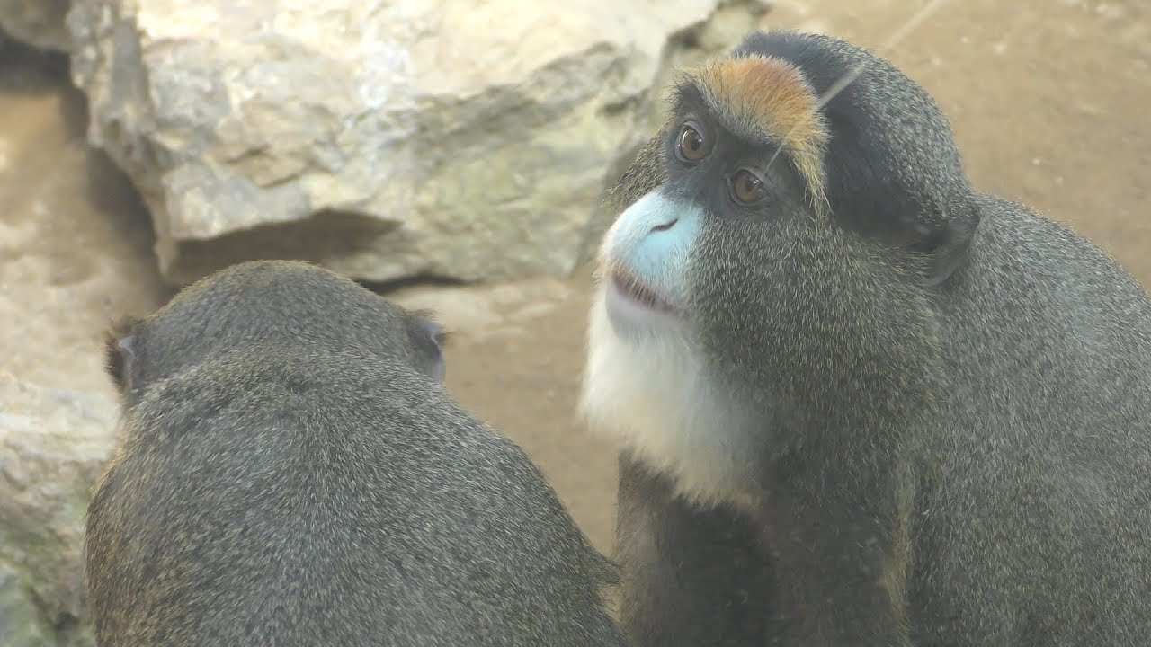 De brazza's guenon