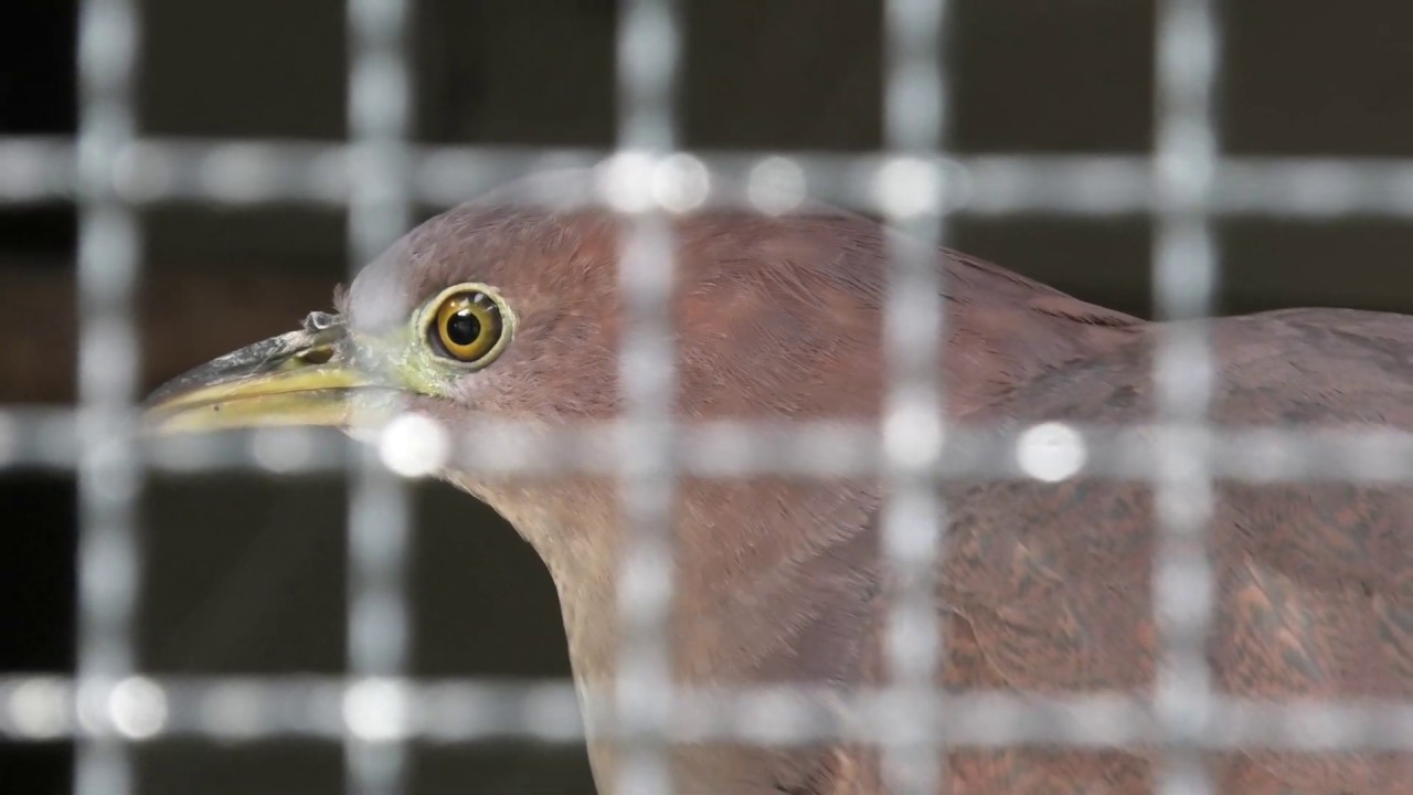 Japanese night heron