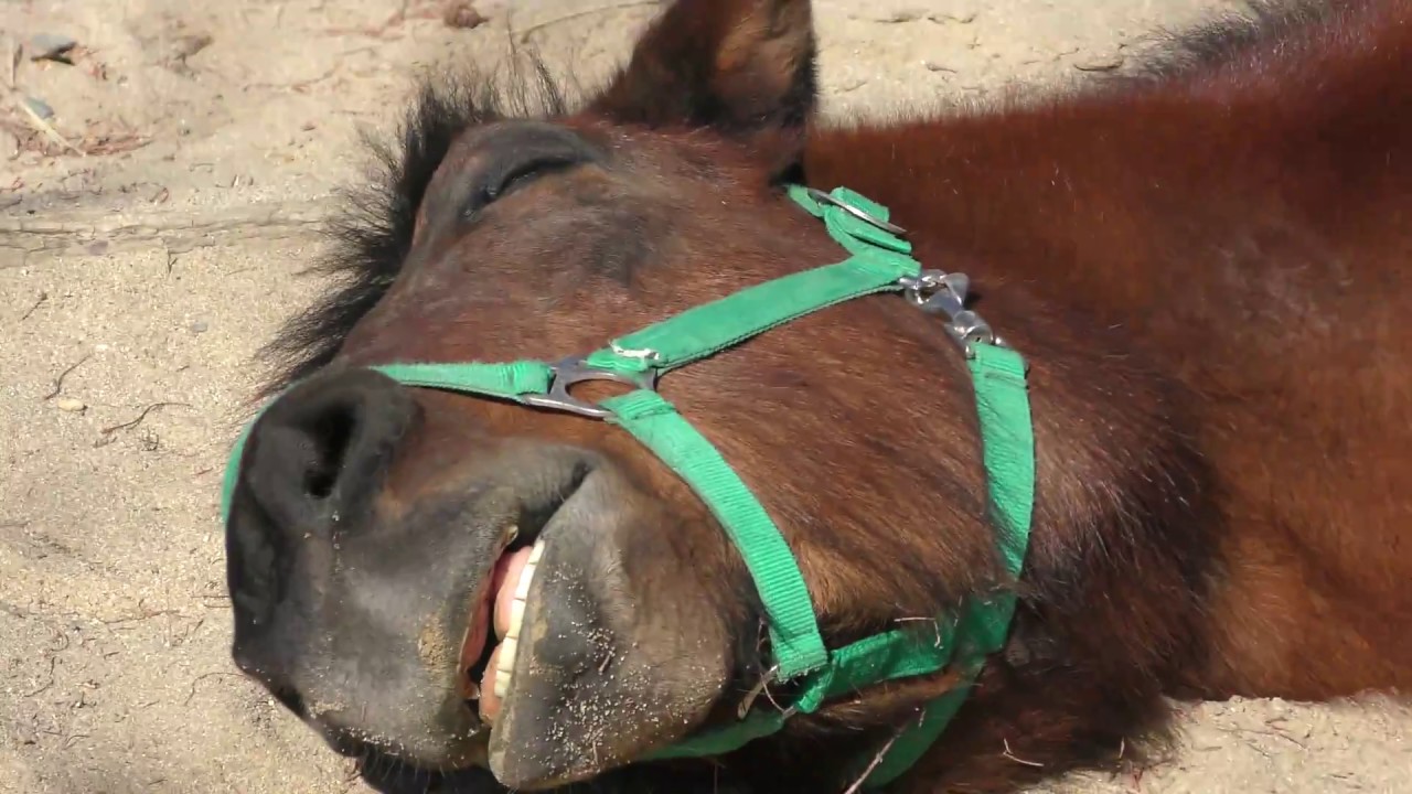 Kiso horse