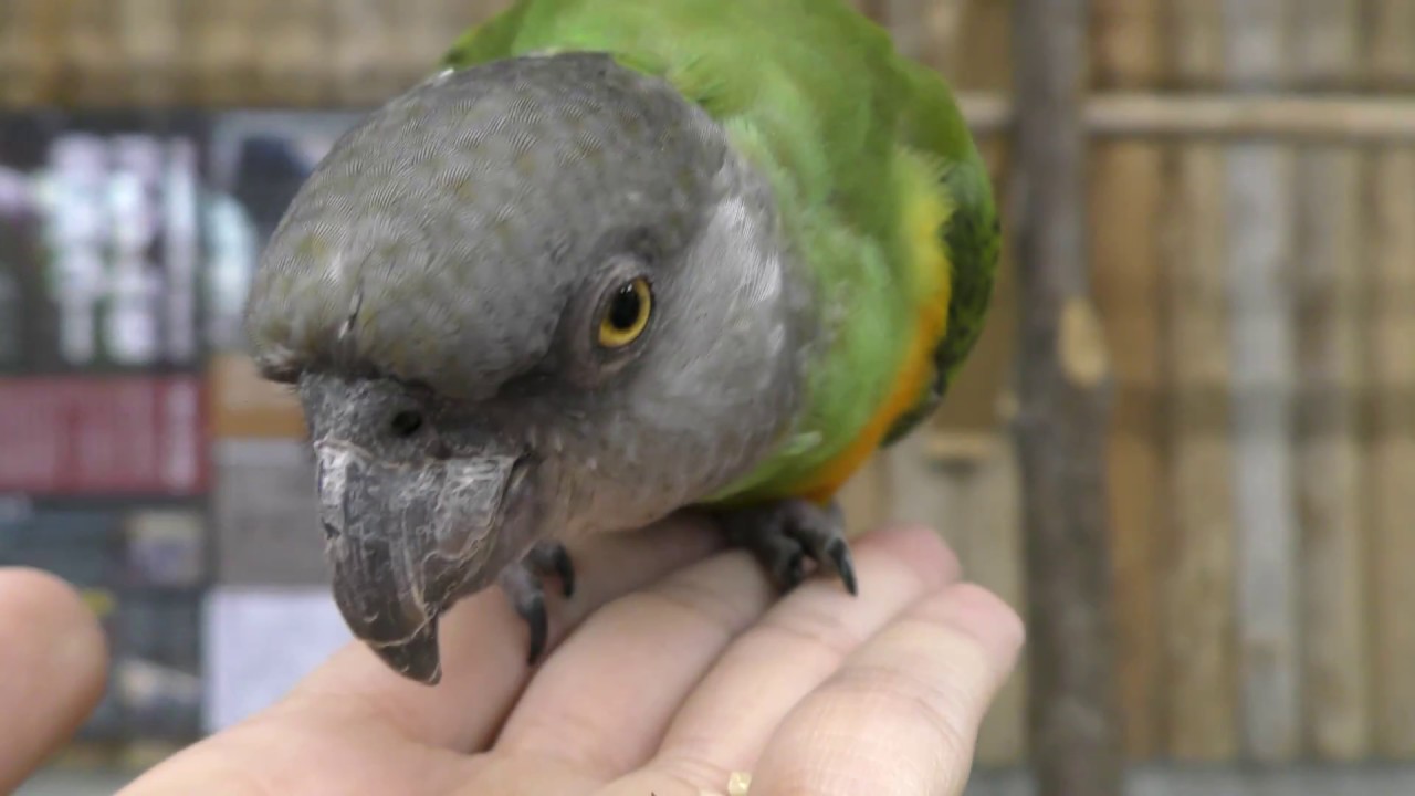 Senegal parrot