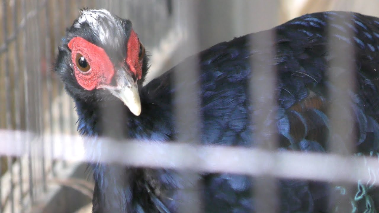 Edwards's pheasant