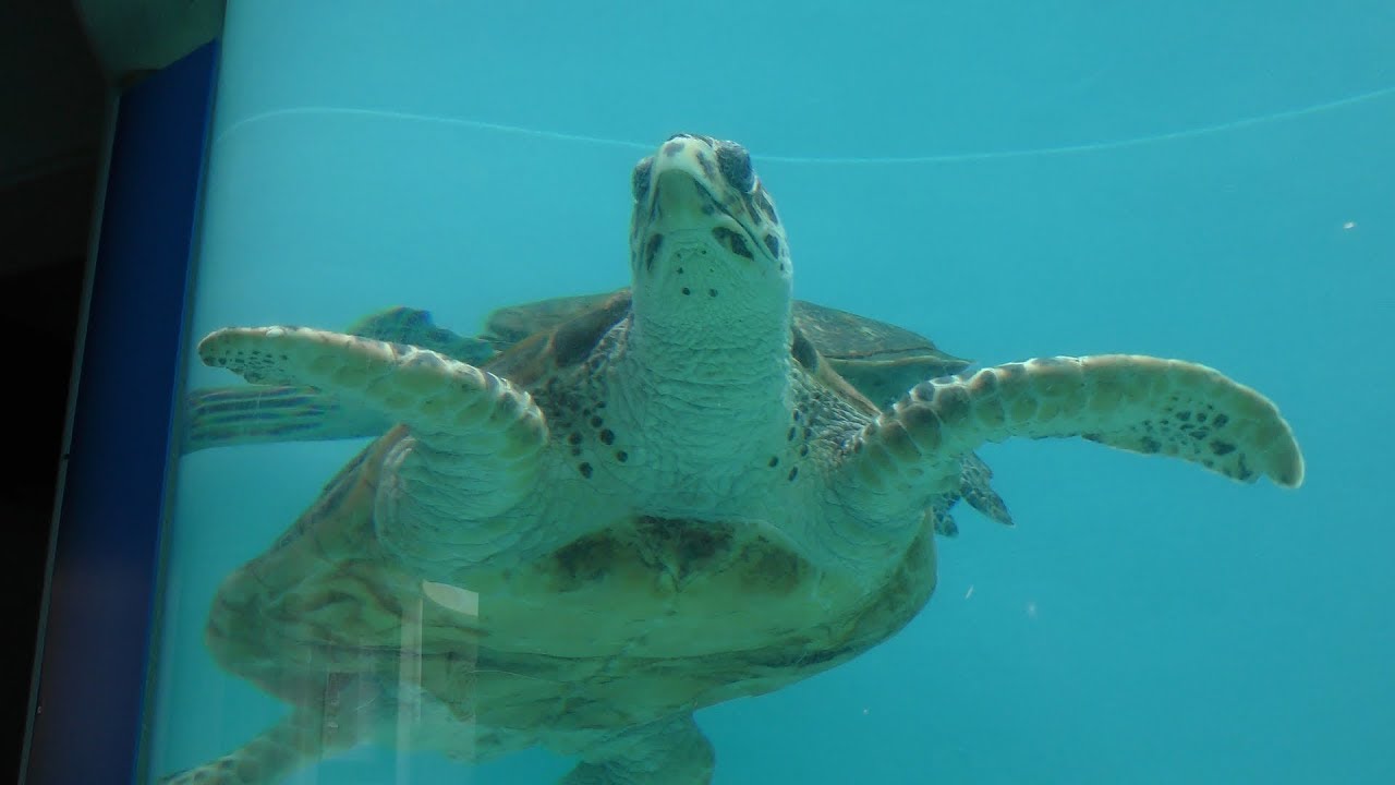 Hawksbill sea turtle