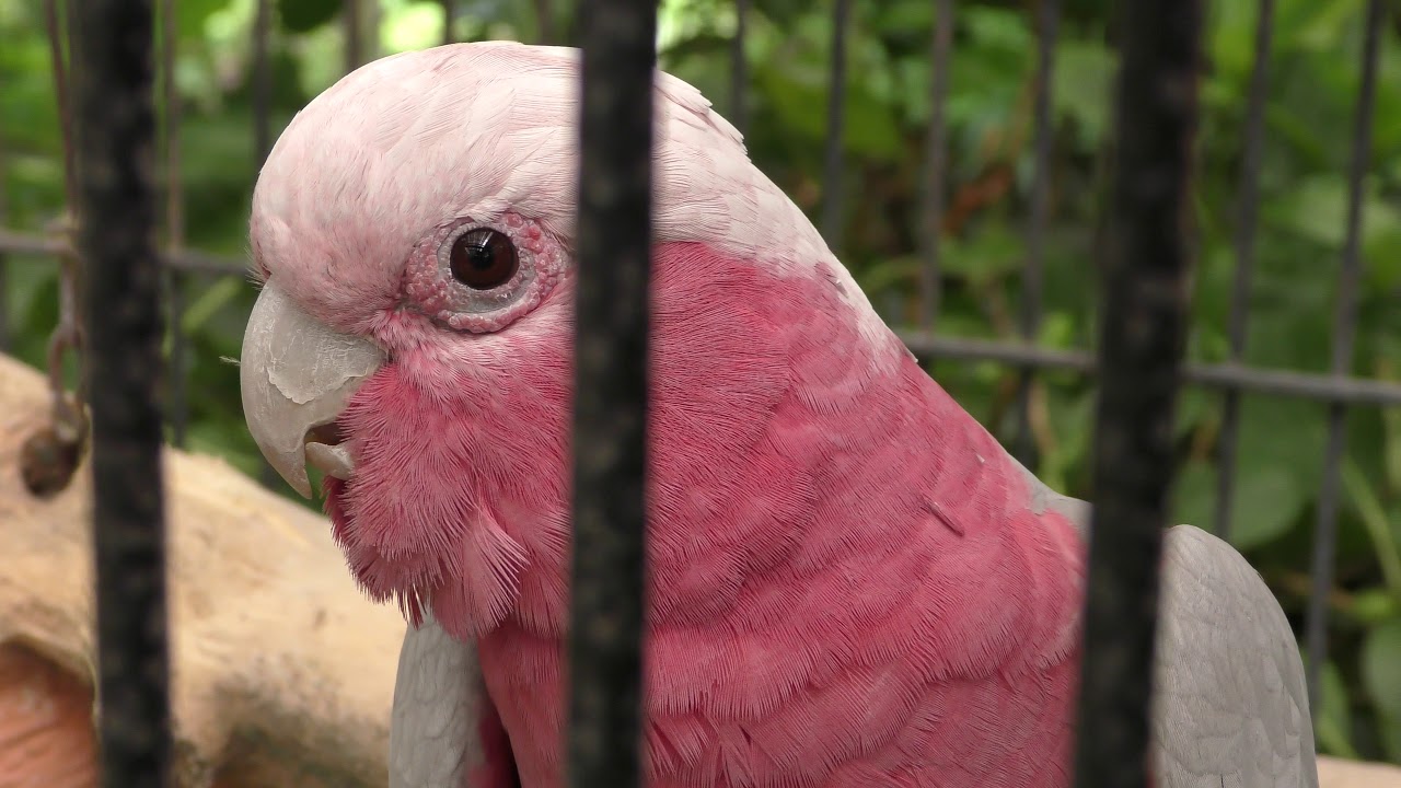 Galah